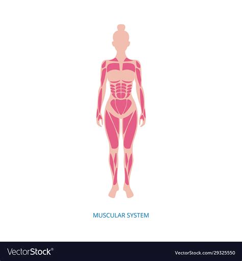 Muscular System Muscles Anatomy Female Body Vector Image Images And