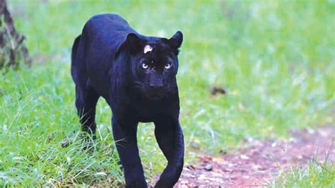 41 best ideas for coloring black jaguar