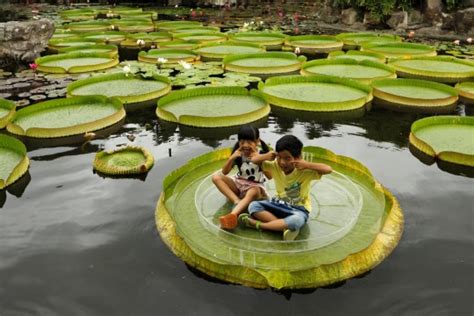 These Giant Water Lilies Are So Big You Can Sit On Them And Float