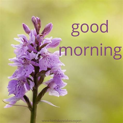 Flower good morning images pics pictures hd free download. 134 best images about Good Morning Images on Pinterest ...