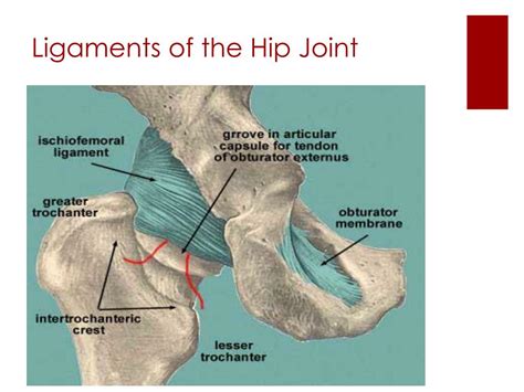 Ppt The Hip Region Powerpoint Presentation Free Download Id1937593