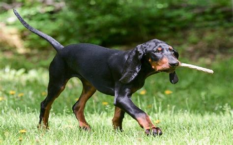 Black And Tan Coonhound Temperament And Personality Kid Friendly And