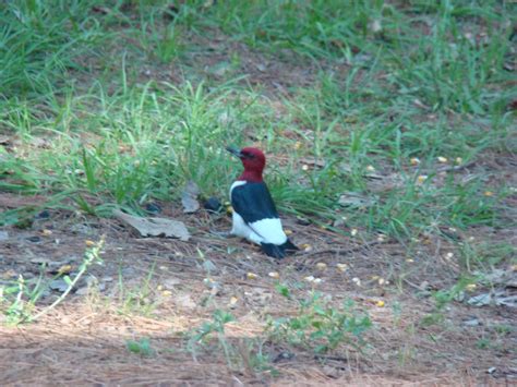 Jul 21, 2021 · white bass are good along the main lake channel, flats and humps with white and chartreuse swim baits and slabs. Travel with Us: Brushy Creek Campground at Lake O' of the ...