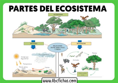 Componentes Del Ecosistema