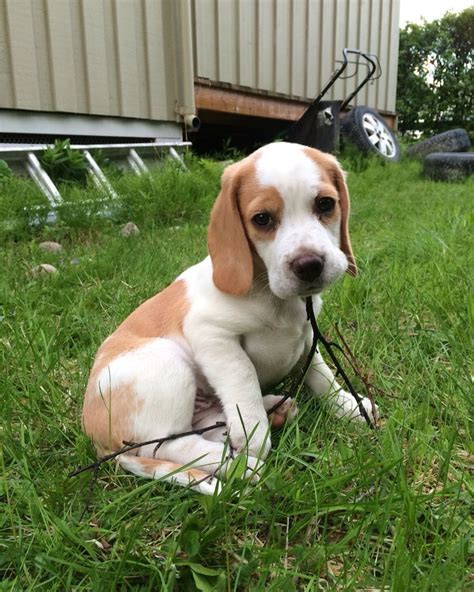 Find your new companion at nextdaypets.com. 25+ bästa Lemon Beagle idéerna på Pinterest | Beagle valp ...