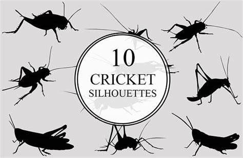 Cricket Insect Svg Cricket Bug Monogram Cricket Svg File Etsy