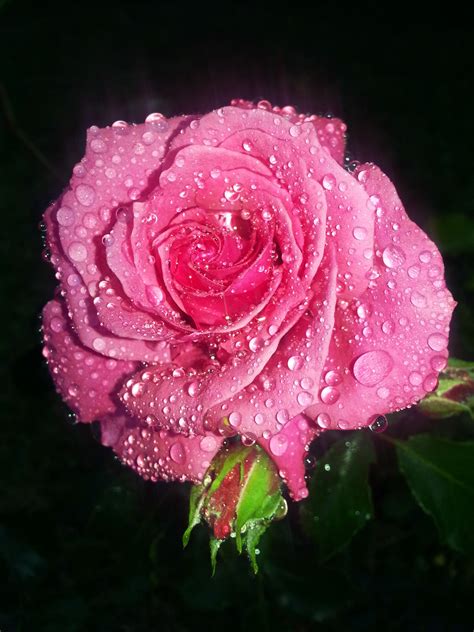 Pink Rose With Water Drops Hybrid Tea Roses Beautiful Roses Pink