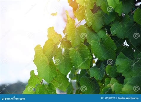 Grape Vine Green Leaves On Branch Tropical Plant In The Vineyard Nature