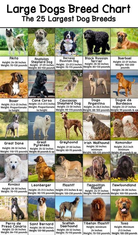 Large Dog Breeds Pictures And Names Chart Dog Breed