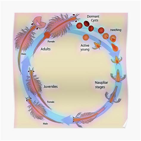 Cherry Shrimp Life Cycle