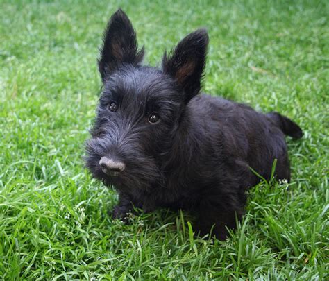 Scottish Terrier Puppies Rescue Pictures Information Temperament