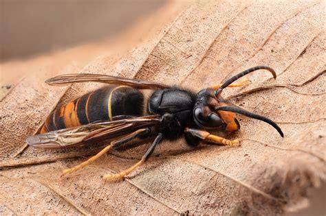Asian Hornet Nests Found In Southern England Hortweek