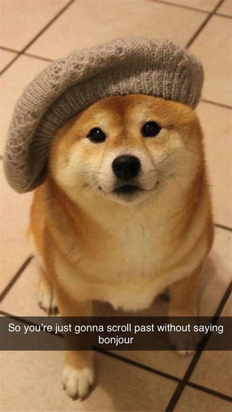 Will You Do It For This Doggo 300 Upvotes And This Doggo Will Be