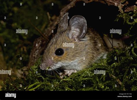 European Wood Mouse Apodemus Sylvaticus Stock Photo Alamy