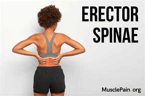 Erector Spinae Trigger Points Muscle Pain
