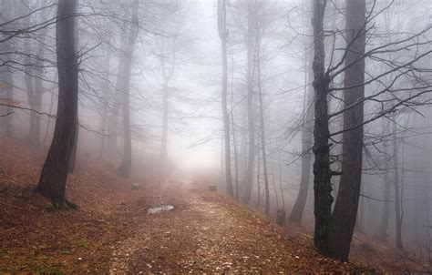 Wallpaper Road Autumn Forest Fog Images For Desktop Section природа