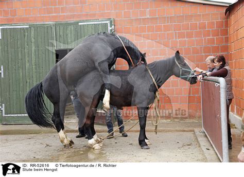 Kuschelig decken textilien frau wolle kaufen teppiche schottenstoff mode. Stute beim Hengst - RR-52616 - Warmblut - Pferde ...