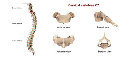 Cervical Vertebrae C7 Stock Photo Download Image Now Istock