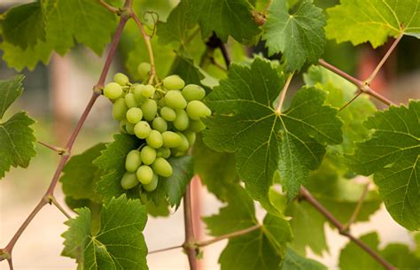 Closeup Of White Grape Vine Stock Photo Download Image Now