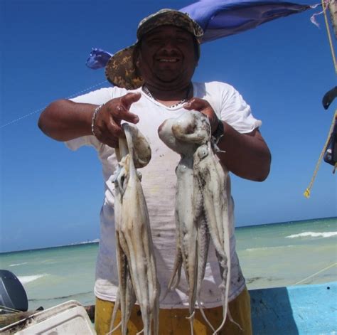 Marejadas Afectan Pesca De Pulpo El Tiempo Yucatán