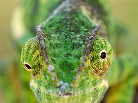 Can Chameleons Eat Flies Discover The Surprising Truth Vet Advises