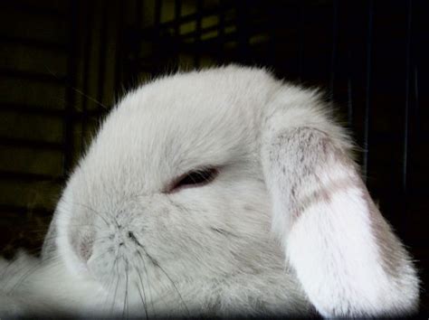 105 Of The Cutest Bunnies Ever