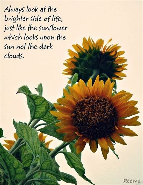 Inspirational Sunflower Quotes Shortquotescc