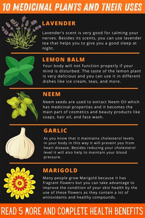 10 Medicinal Plants And Their Uses Infographic Medicinal Herbs