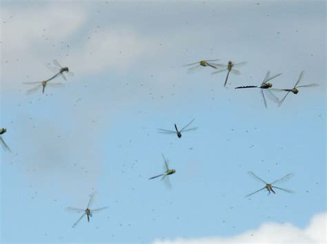 Dragonfly Swarms A Gallery On Flickr