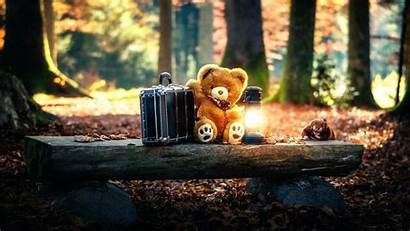 Teddy Bear Bears Alone Forest Wallpapers 1080p