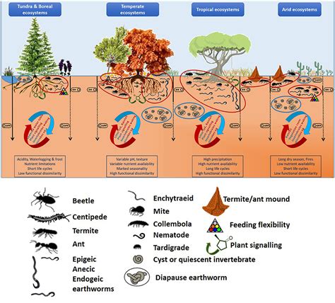 Filesoil Fauna Climatic Gradients And Soil Heterogeneity