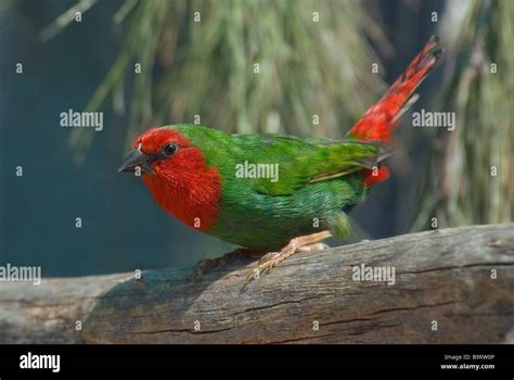 Red Breasted Parrot Finch Erythrura Psittacea Stock Photo Alamy