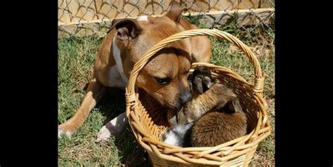 boom the adorable pit bull poses with bunnies and chicks for spring