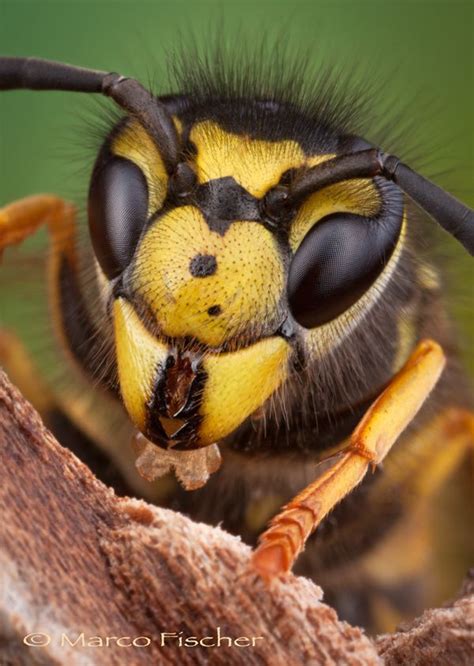 Wasp Face Macro Photos Wasp Wildlife Photography