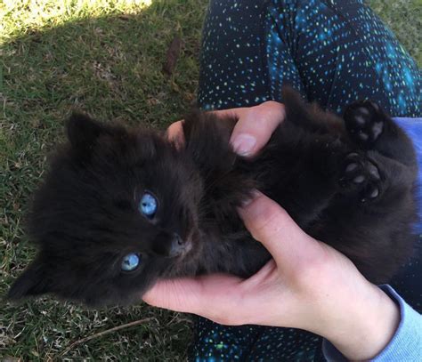 Baby Blue Eyes On Baby Black Cat Raww