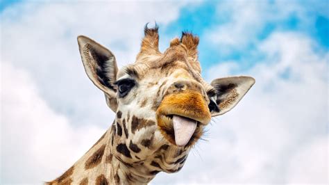 This giraffe needs a pair of horns and i made them by cutting a craft stick in half and gluing them at the back of the paper plate. The Internet's Most Famous Pregnant Giraffe Still Hasn't ...