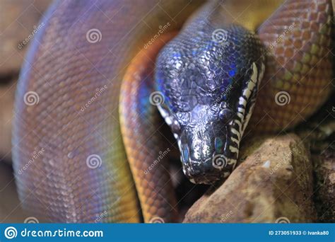 Northern White Lipped Python Stock Image Image Of Closeup Reptile
