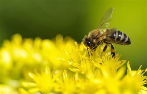 The Buzz Flying Robots May Get Bee Brains