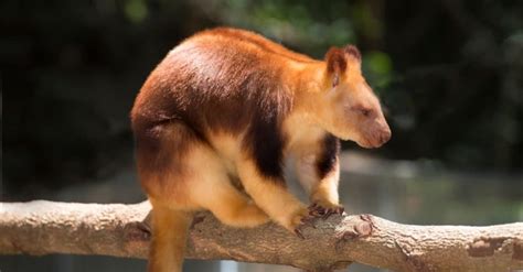 10 Arboreal Animals Animals That Spend Their Lives In Trees A Z Animals