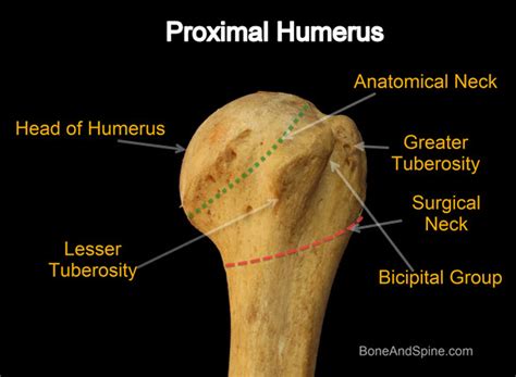 Humerus Muscle Attachment