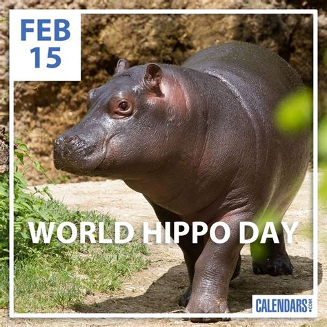 Did You Know Hippos Are Considered The Second Largest Land Animal On
