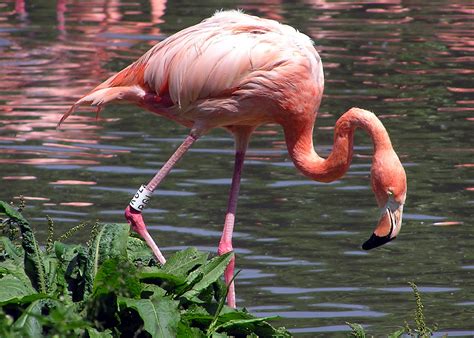 קובץcaribbean Flamingo ויקיפדיה