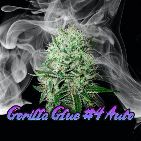 Gorilla Glue 4 Auto Feminised Cannabis Seeds By Discreet Seeds Buy
