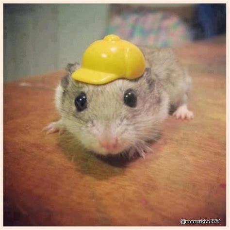 Image By Hailey Graves On Hamsters Hamster