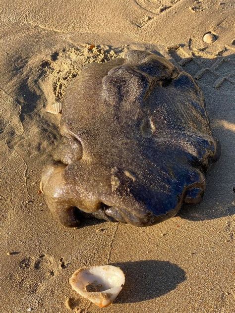 Strange Sea Creature Washes Up On Australian Beach And It Could Be