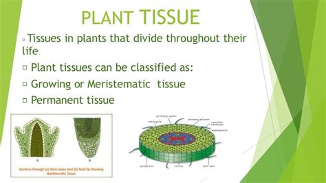 Plant Tissue By Simranjot Singh