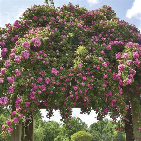 Peggy Martin Climbing Rose Jackson And Perkins