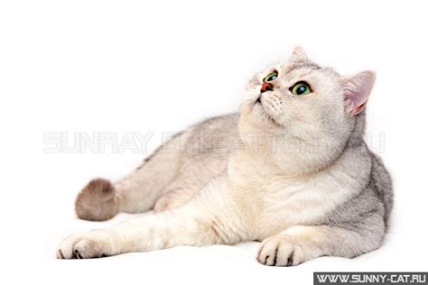 Серебристый британский кот с зелеными глазами и розовым ...
