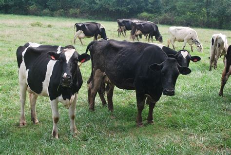 Cows Free Stock Photo Public Domain Pictures