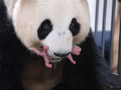 South Korean Zoo Welcomes Giant Panda Twins Today